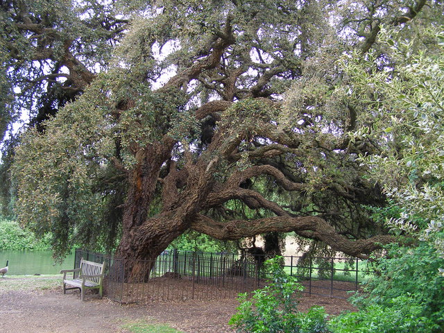 File:Cork oak tree, Osterley House Grounds - geograph.org.uk - 571640.jpg