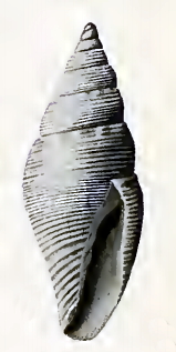 Mitromorpha columnaria 001.jpg