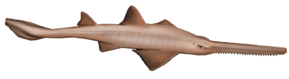 File:Sawfish logo.png