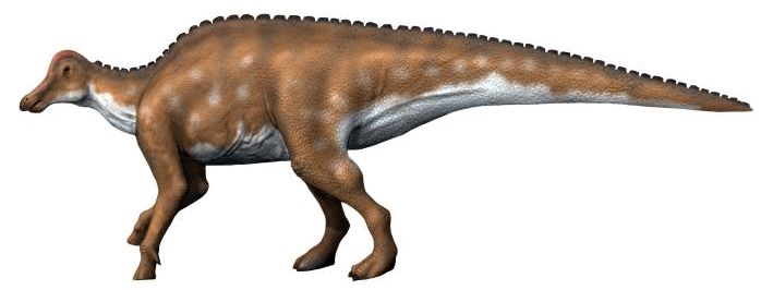 File:Hypracosaurus NT.png