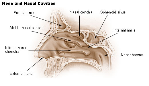 File:Illu nose nasal cavities.jpg