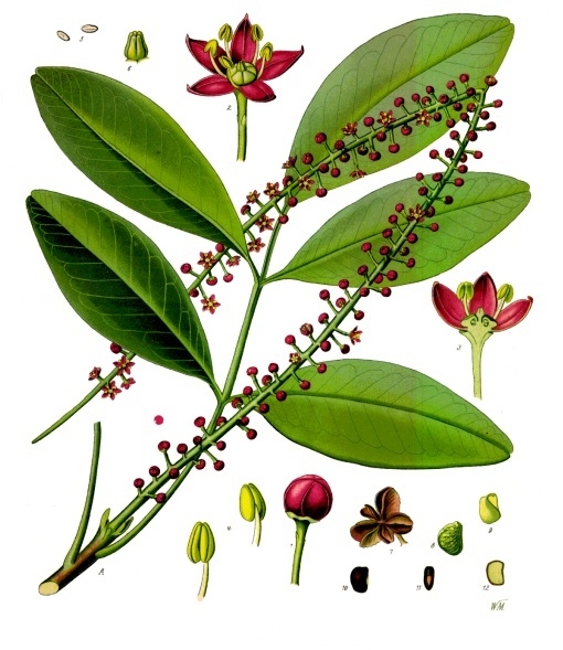 File:Pilocarpus pennatifolius - Köhler–s Medizinal-Pflanzen-238.jpg
