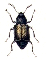 Proteinus.brachypterus.-.calwer.13.04.jpg