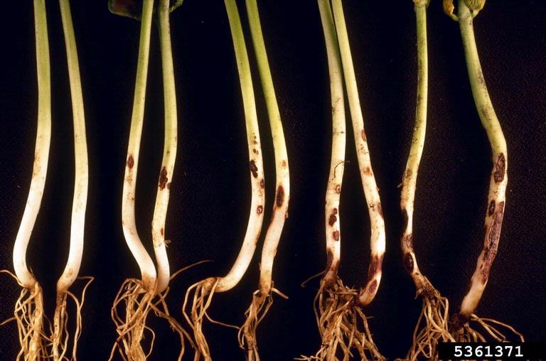 File:Rhizoctonia solani symptoms on bean roots.jpg