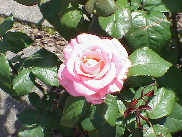 File:Rosa sp.275.jpg