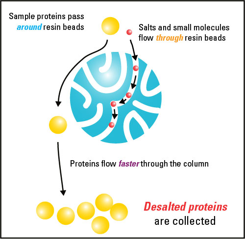 Salts and small molecules can be removed from protein samples by gel filtration chromatography. When added to the column, small molecules have to travel through the extensive pores of the resin beads, while large macromolecules like proteins can't fit and therefore travel around them. This allows the larger molecules to flow through the column at a faster rate than smaller molecules that have to traverse through the resin. Thus, the desalted proteins can be separated and collected.