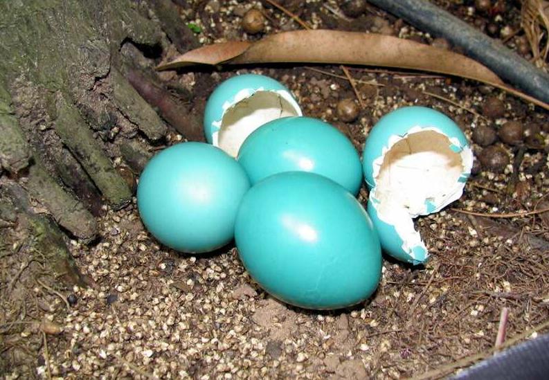File:Tinamus guttatus eggs.JPG