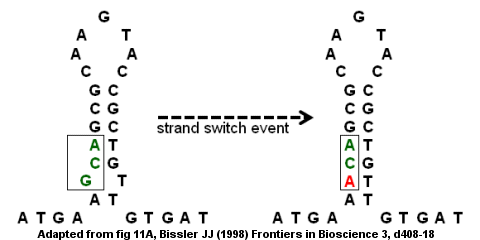Antithrombin-gene-strand-switch.gif