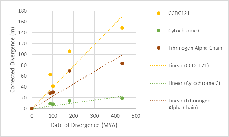 File:CCDC121 rate of molecular evolution.png