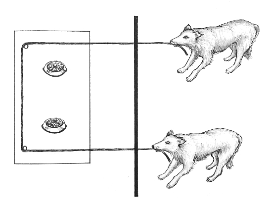 File:Cooperative pulling experiment dogs.jpg
