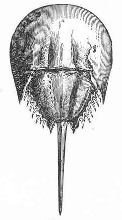 File:FMIB 51225 Horse-Shoe Crab, Limulus Polyphemus, Latreille (cropped).jpeg