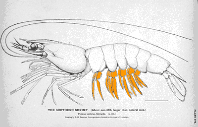 File:Penaeus diagram pleopods.png