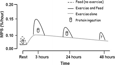 File:Resistance exercise-induced muscle protein synthesis.jpg