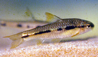 Barbus-Catenarius.jpg