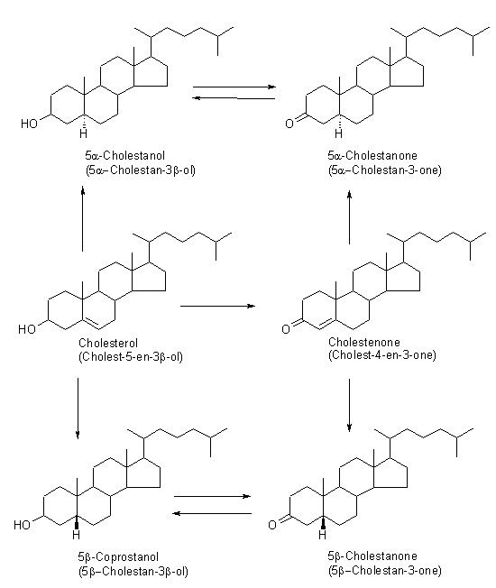 Proposed pathway for the formation of reduced forms of cholesterol