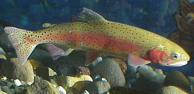 File:Lahontan cutthroat trout image USFWS.jpg