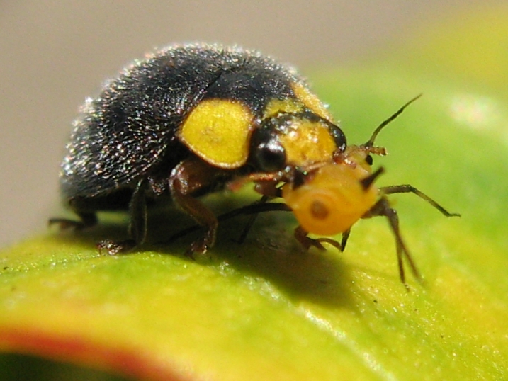 File:Yellow Shouldered Ladybird (Apolinus lividigaster) with Aphis nerii.jpg