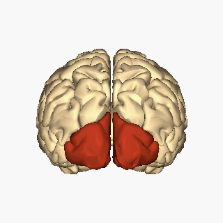 Cerebrum - occipital lobe - animation.gif
