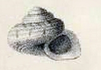 Parminolia apicina 001.jpg