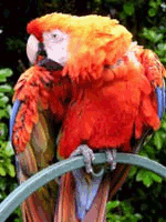 Parrot 256 of 32768.png