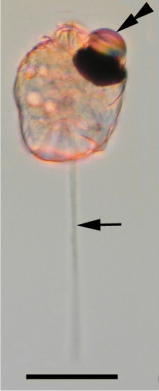 Light micrograph of a cell, translucent pink with darkly pigmented ocelloid retinal body at upper left and light, straight piston projection at bottom center.