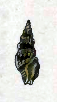 Crassispira hondurasensis 001.jpg