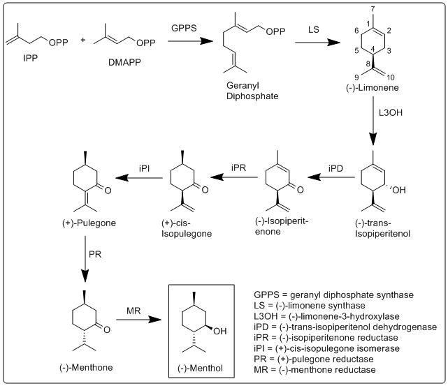 Biosynthesis of menthol