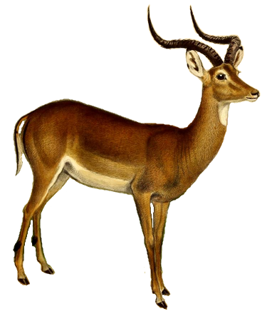File:The book of antelopes (1894) Aepyceros melampus white backround.png