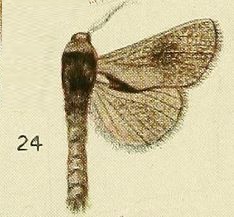 24-Lebedodes naevius Fawcett, 1916.JPG