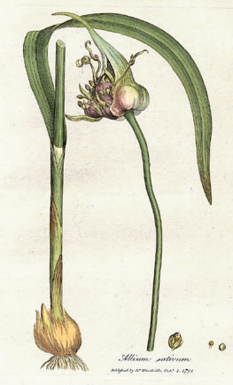 File:Allium sativum Woodwill 1793.jpg