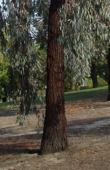 File:Eucalyptus sideroxylon - bark.jpg
