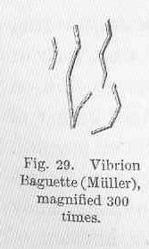 File:FMIB 50036 Vibrion Babuette (Muller), magnified.jpeg