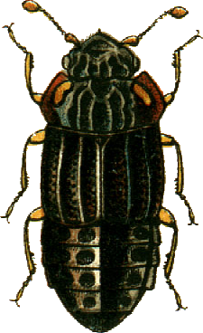 Micropeplus fulvus Jacobson.png