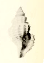 Neopleurotomoides callembryon 001.jpg