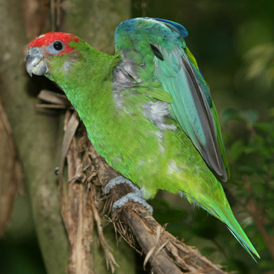 File:Pileated Parrot.jpg