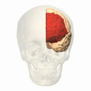 File:Prefrontal cortex (left) animation.gif