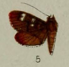 05-Tabidia truncatalis Hampson, 1898.JPG