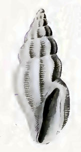 Anacithara phyllidis 001.jpg