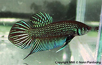 Betta mahachaiensis.jpg