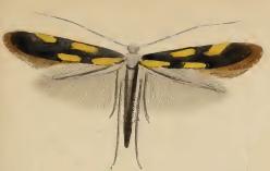 Euspilapteryx auroguttella.JPG