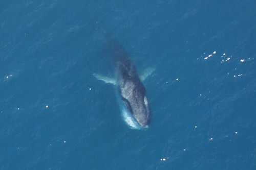 File:Fin Whale feeding.jpg