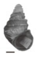 Margarya bicostata shell.png