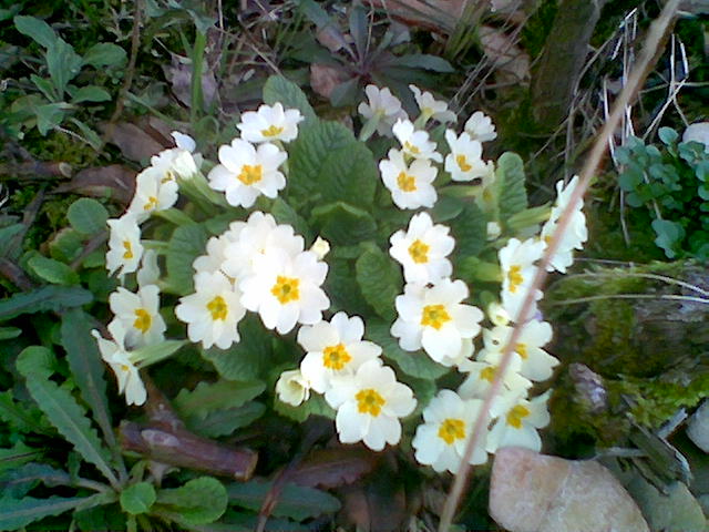 File:Primula-vulgaris.jpg