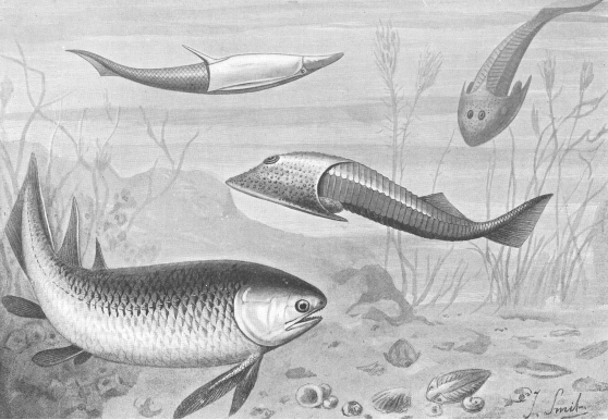 File:Silurianfishes ntm 1905 smit 1929.gif