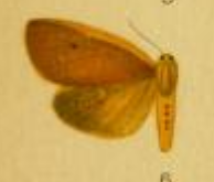 Spilosoma gynephae - female.png
