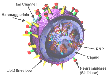 File:3D Influenza virus.png