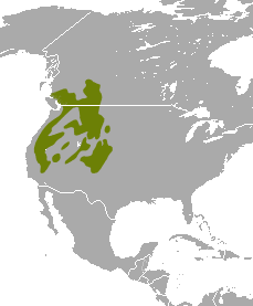 American Pika area.png