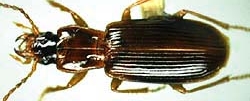 Amerinus linearis.jpg