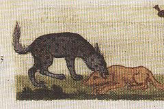 Hyenadog.jpg