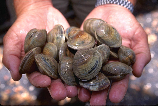 File:LittleNeck clams USDA96c1862.jpg